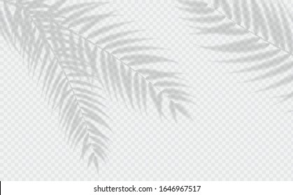 Transparent shadow effects. Vector with shadow overlays on transparent background. Vector of transparent shadows of palm leaf, Leaves - Shutterstock ID 1646967517