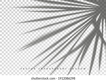 A Transparent Shadow On Top. Overlay Of The Shadows Of Natural Lighting And Palm Leaf. Scene Of Photorealistic Vector Illustration. A Transparent Shade From Palm Leaves.