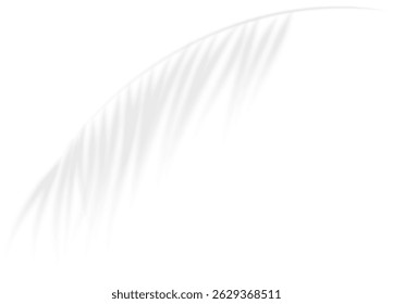 The transparent shadow overlay effect bamboo leaf. Realistic transparent shadow of a palm branch. Mockup with tropic leaves shadow. Vector illustration