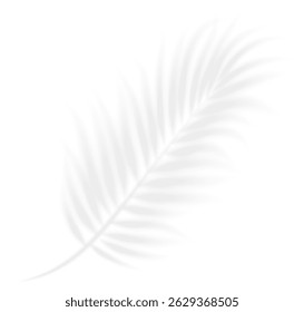 The transparent shadow overlay effect coconut leaf. Realistic transparent shadow of a palm branch. Mockup with tropic leaves shadow. Vector illustration