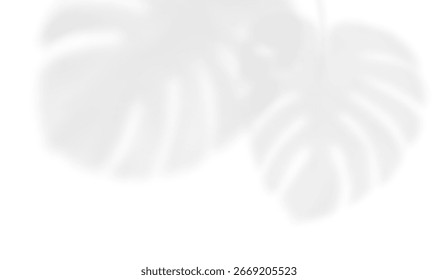 The transparent shadow overlay effect isolated monstera leaves. Realistic shadow of palm branch. Mockup with tropic palm leaves shadow. Vector illustration
