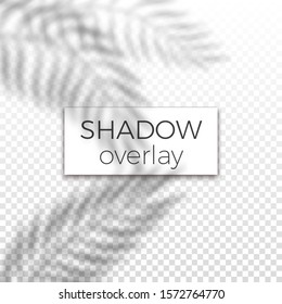 Transparent Shadow Overlay Effect. Palm Leaves Light Shadow On Blank Leaflet. Blogging, Social Media Stories Mockup Design Template. Vector Illustration. 