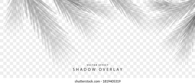 The transparent shadow overlay effect. Shade from Christmas tree branches for Christmas design
