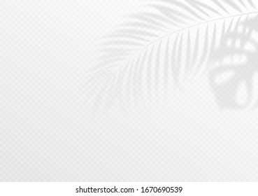 The transparent shadow overlay effect. Tropic leaf. Mockup with overlay a palm leaf shadow. Vector illustration EPS10