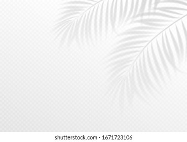 The transparent shadow overlay effect. Tropic leaf. Mockup with overlay a palm leaf shadow. Vector illustration EPS10