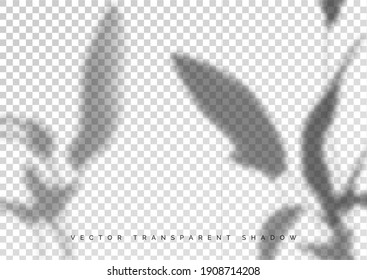 The transparent shadow overlay effect. The shadow of the twigs with leaves. Mockup with Overlap blurred silhouettes of shadows from branches. Realistic vector
