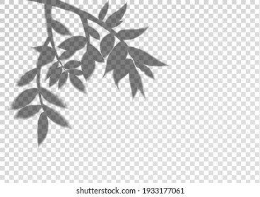 A transparent shadow silhouette from the tree branch. Vector background.