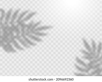 Transparente Blätterschatten. Dekorative Design-Elemente für Collagen. Kreativer Overlay-Effekt für Mockups