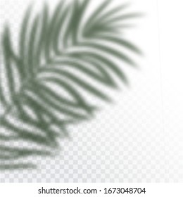 Transparent shadows of tropic Leaves. The shadow overlay effect. Background of tropical plants. Palm leaves, jungle leaf. The poster for sale and an advertizing sign. Vector illustration