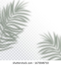 Transparent shadows of tropic Leaves. The shadow overlay effect. Background of tropical plants. Palm leaves, jungle leaf. The poster for sale and an advertizing sign. Vector illustration