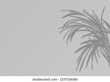 Transparent soft light and shadows from plant branches, leaves and foliage. Shadow overlay effect. Mockup of transparent shadow overlay effect and natural lightning. Vector illustration
