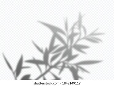 Transparent Vector Shadow Tree Leaves  Decorative Design Element for Posters   Mockups  Creative Overlay Effect