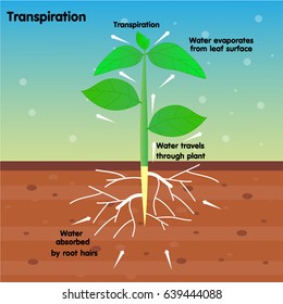 Transpiration