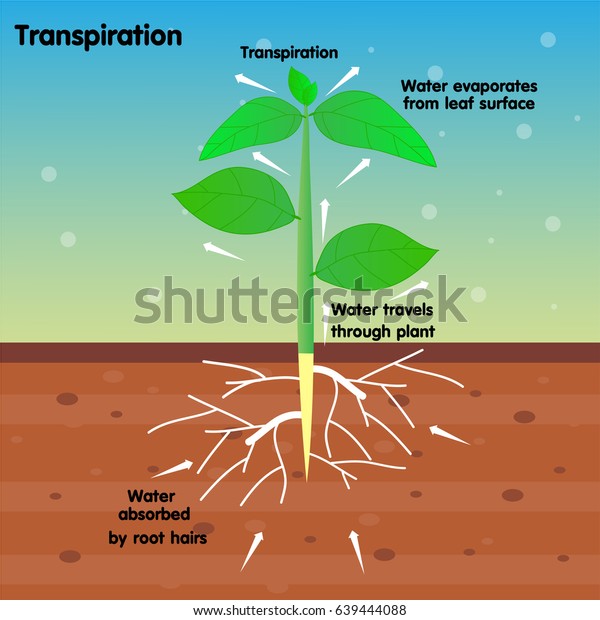 Transpiration Stock Vector Royalty Free 639444088