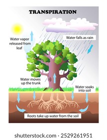 Diagrama de transpiración. Ciclo del agua. Ilustración de Arte vectorial de educación de Ciencia