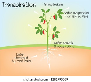 Transpiration Of Plant