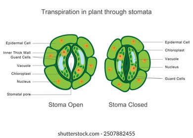 La transpiración en las plantas es el proceso en el que el vapor de agua se pierde a través de los estomas en las hojas, ayudando a regular la temperatura, la captación de agua y el transporte de nutrientes.