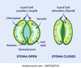 Transpiration in plants. Structure of stomata vector illustration