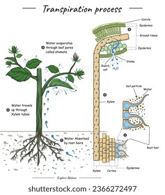 Transpiration process or plant cohesion with anatomy. This content is suitable for scientific illustrations, educational materials, botanical articles.