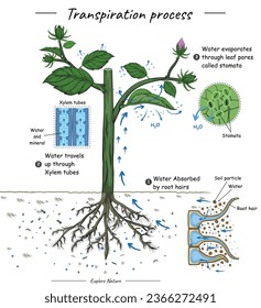 Transpiration process or plant cohesion. This content is suitable for scientific illustrations, educational materials, botanical articles. Can be used for topics like biology, zoology, poster. 