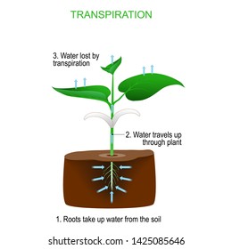 La transpiración es el proceso de movimiento del agua a través de una planta y evaporación de partes aéreas (hojas, tallos y flores).