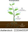 plant root