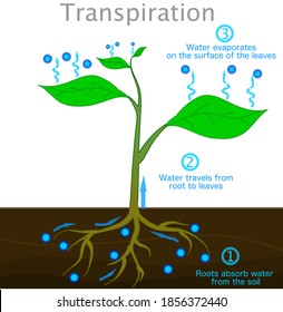 
Transpiration stages in plants. Roots absorb water from the soil,  travels from root to up leaves, evaporates on the surface of the leaves. drops cycle, vapors.  Biology illustration vector