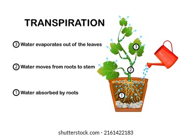 Transpiration stages in plants.Diagram showing transpiration in plant.Water upward motion explanation with educational scheme.Process of water movement through plant and evaporation from leaves.Vector