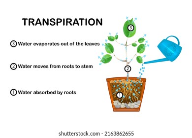 Etapas de transpiración en plantas.Diagrama que muestra la transpiración en planta.Explicación del movimiento ascendente del agua con esquema educativo.Proceso de movimiento del agua a través de planta y evaporación de hojas.Vector