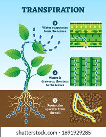 Transpiration vector illustration. Labeled educational plant water circulation scheme. Explanation diagram with roots in soil, stem with leaves and evaporation. Biology lesson handouts brochure.