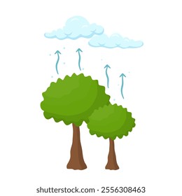 Transpiration in Water Cycle Processes