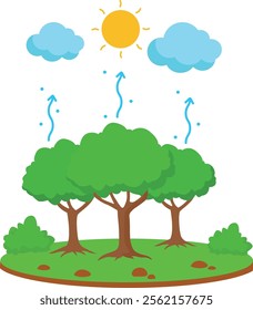 Transpiration in Water Cycle Processes Vector