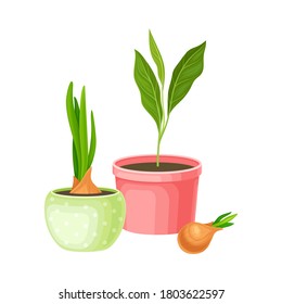 Transplant Flowers or Young Plants Growing in Flowerpots Vector Illustration