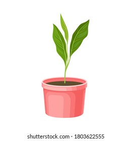 Transplant Seedling or Young Plant Growing in Plastic Pot Vector Illustration