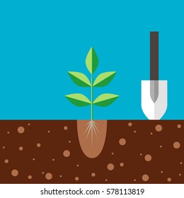 Transplant seedlings to a permanent place in open ground.  Vector illustration in a flat style.