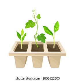 Transplant Seedlings or Young Plants Growing in Plastic Pot Vector Illustration