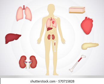 Transplantation. The most common transplanted human organs: heart, liver, kidney, bone marrow, skin, pancreas.
