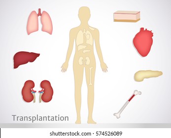 Transplantation. The Most Common Transplanted Human Organs: Heart, Liver, Kidney, Bone Marrow, Skin, Pancreas.