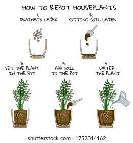 Transplanting potted flower steps. Vector instruction. How to repot a zamioculcas plant. Hand drawn colored scheme illustration. Gardening concept. Flower pot, drainage, potting soil, watering