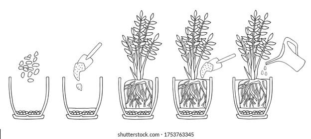 Transplanting potted flower steps. Vector instruction. How to repot a zamioculcas plant. Hand drawn cutaway black and white scheme illustration. Gardening, houseplants concept