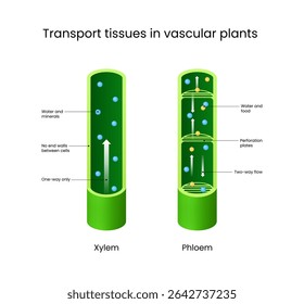 Transporte Tecidos Xilema e Phloem em Plantas Vasculares