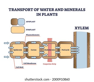 Transport of water and minerals in plant with anatomical cell outline diagram. Educational labeled side view scheme with apoplast and symplast meaning in botany flow and movement vector illustration.