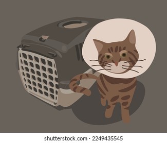 Transporting the cat to the veterinary clinic. A visit to a veterinary clinic.