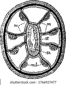 Transverse section of an Alcyonarian zooid, with the parts labelled as, mm, mb, sc and st, representing, mesenteries, muscle banners, sulcus and stomodaeum, respectively, vintage line drawing