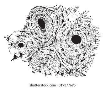 Transverse section of compact tissue (of humerus), magnified about 150 times, vintage engraved illustration.
