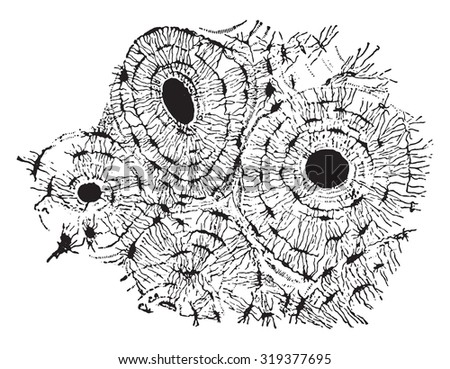 Transverse section of compact tissue (of humerus), magnified about 150 times, vintage engraved illustration.