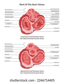 Sección transversal del corazón humano. Mecanismo de trabajo de las válvulas aórticas, pulmonares y auriculoventriculares. Esquema educativo de anatomía cardíaca. Ilustración vectorial plana