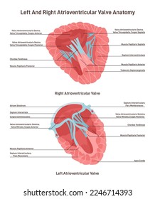 Sección transversal del corazón humano. Estructura de las válvulas auriculoventriculares izquierda y derecha. Esquema educativo de anatomía cardíaca. Ilustración vectorial plana