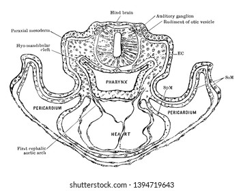 Transverse Section Rat Embryo Showing Relation Stock Vector (Royalty ...