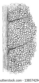 Transverse section through the white matter of the cord as seen through the microscope, vintage line drawing or engraving illustration.